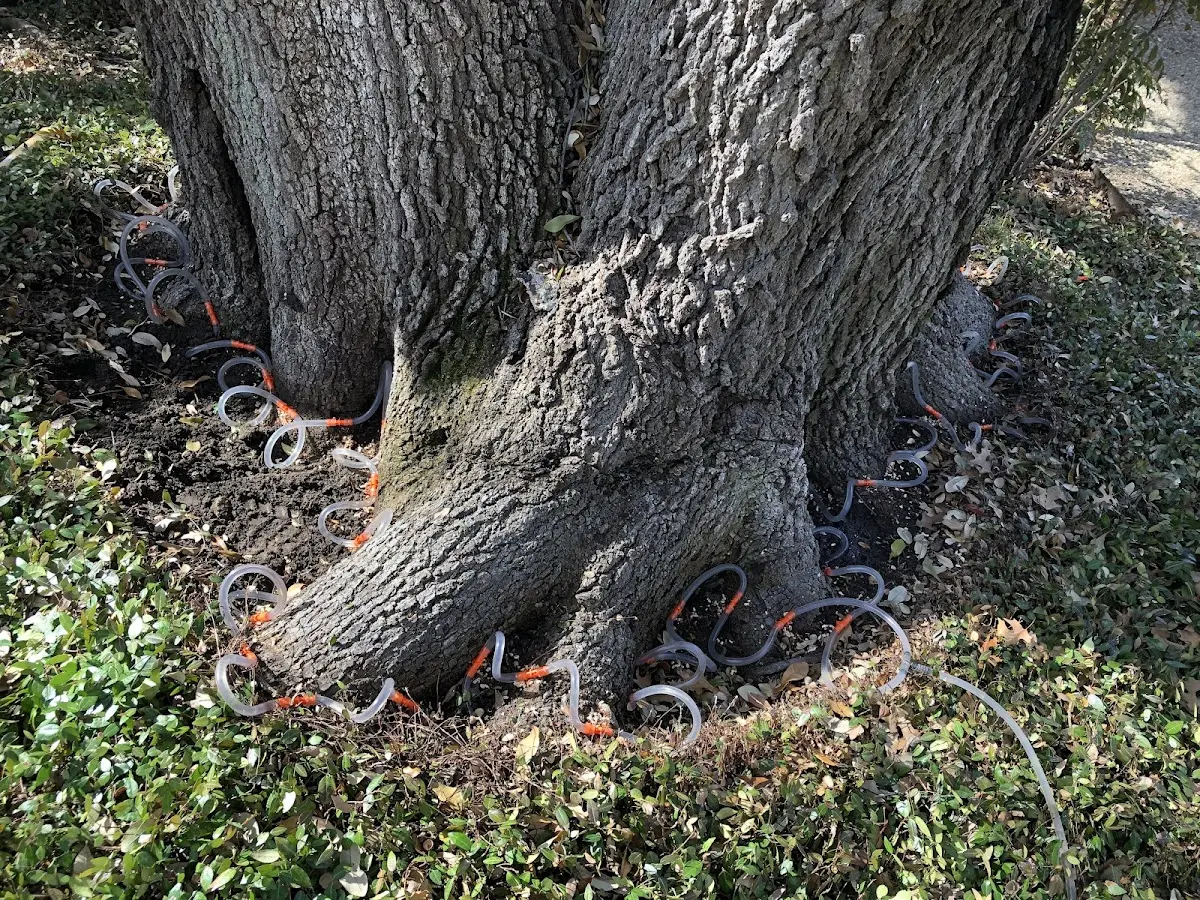 Detailed Tree Cabling and Bracing job site in Meyersville