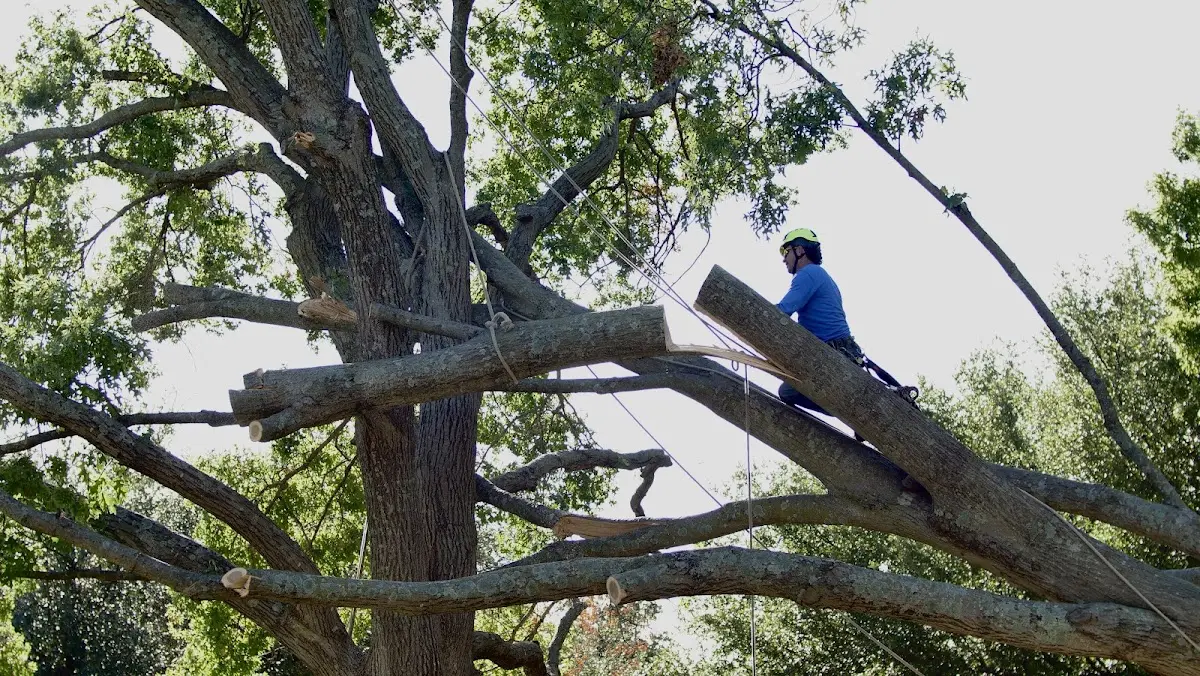 Professional Crown Thinning performed by certified arborists in Meyersville
