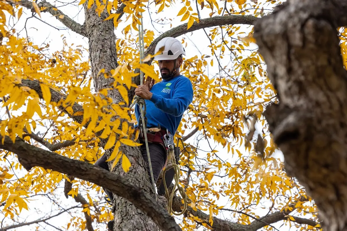 Skilled Tree Planting crew working in Meyersville